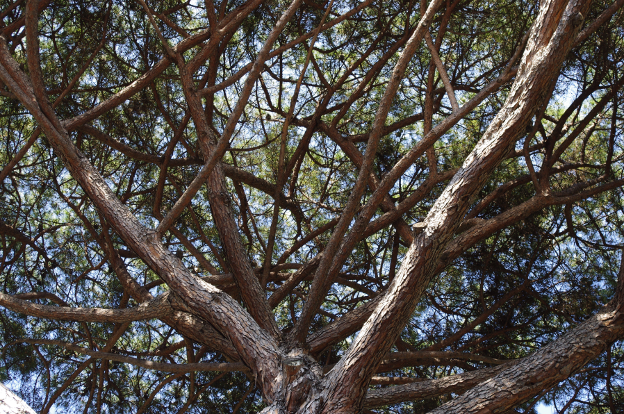 arbre