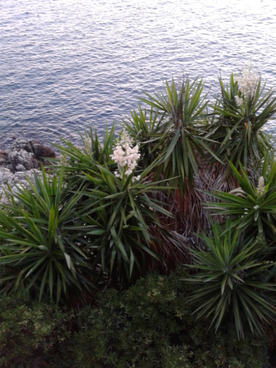 yucca